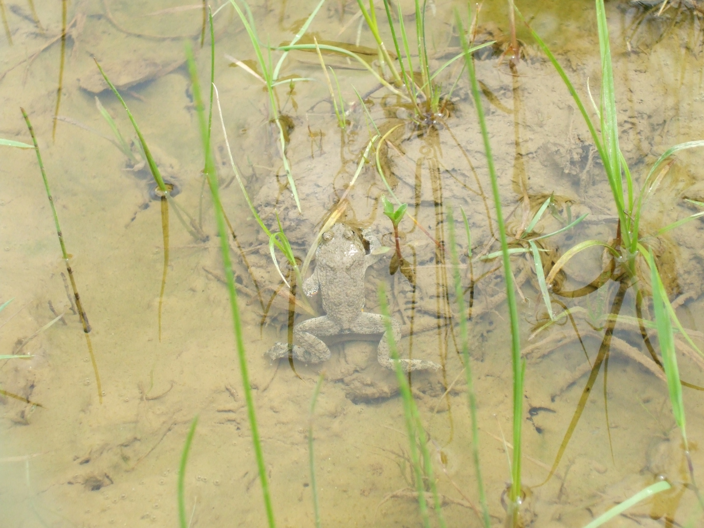 happy little frog