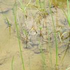 happy little frog