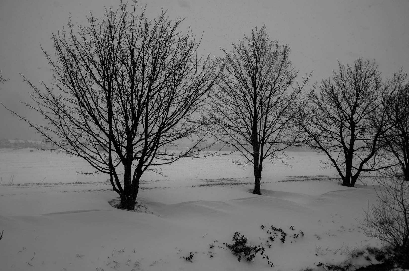 happy little winter trees