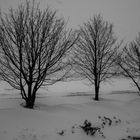 happy little winter trees