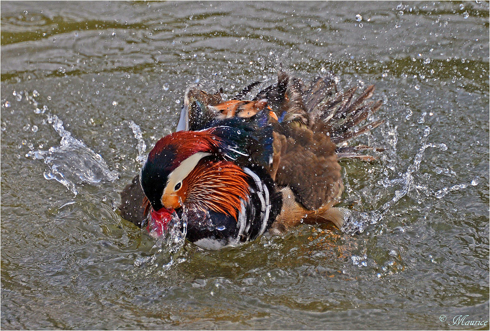 > HAPPY MANDARIN 