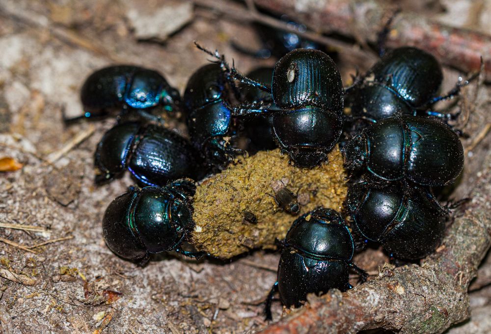 Happy meal Foto & Bild | tiere, wildlife, insekten Bilder auf fotocommunity