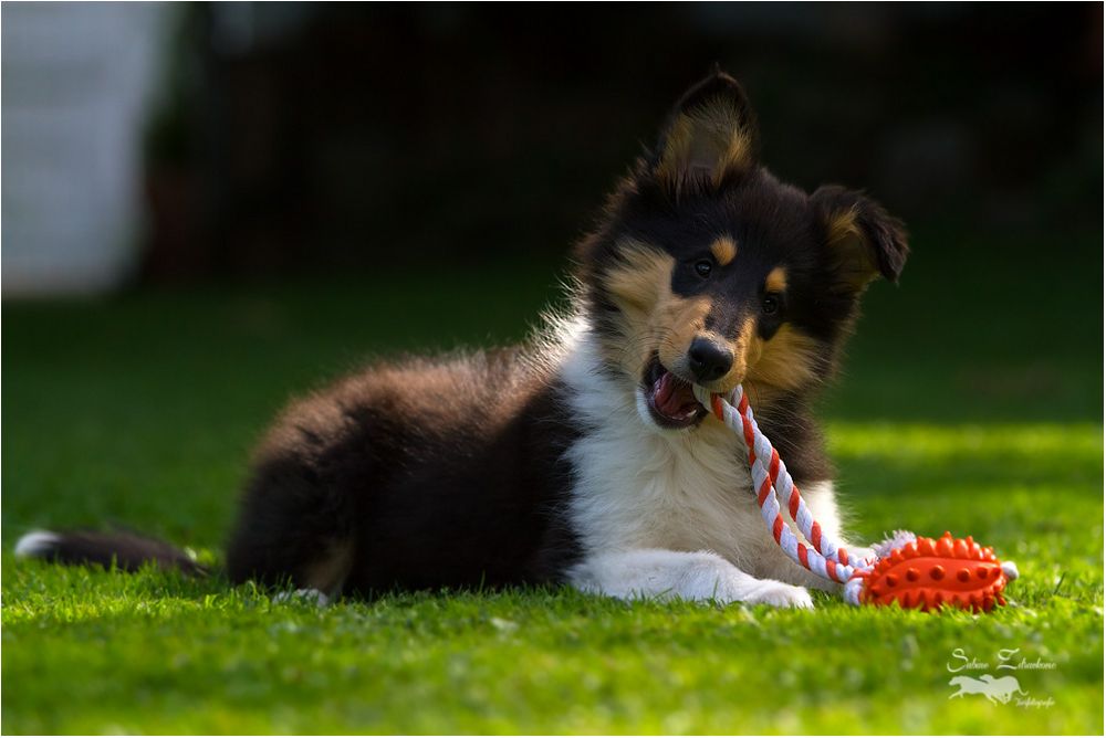 Happy, mit ihrem Spielzeug