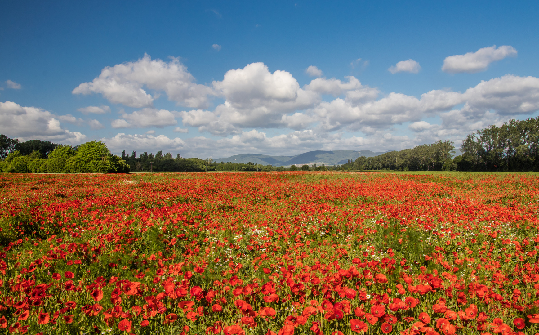 Happy Mohn-Day