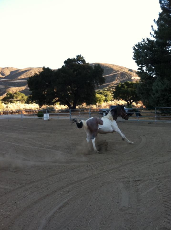 Happy mustang