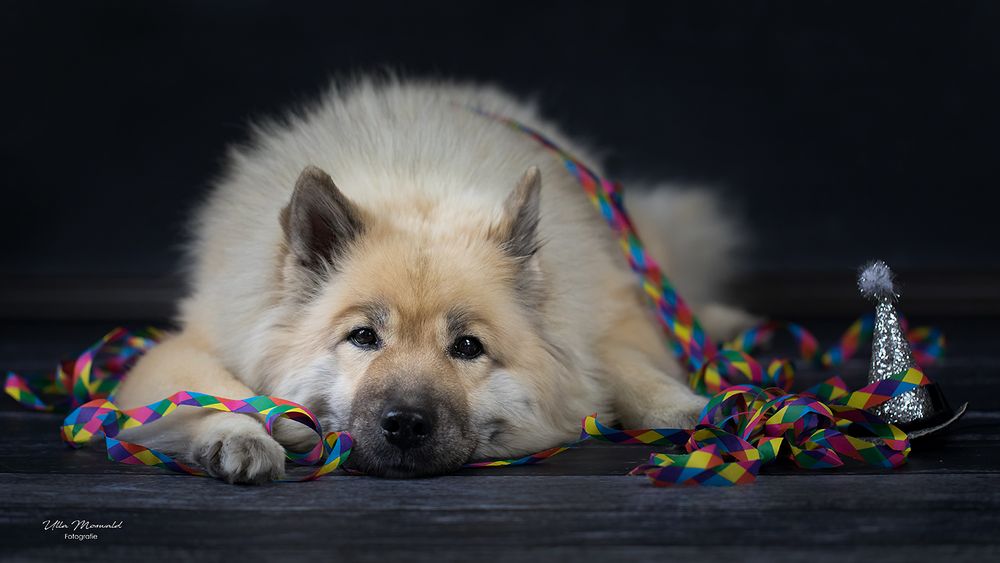 &hellip;happy new year&hellip; Foto &amp; Bild | silvester, indoor, hund Bilder auf