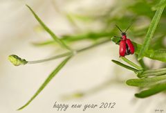 _ HAPPY NEW YEAR _