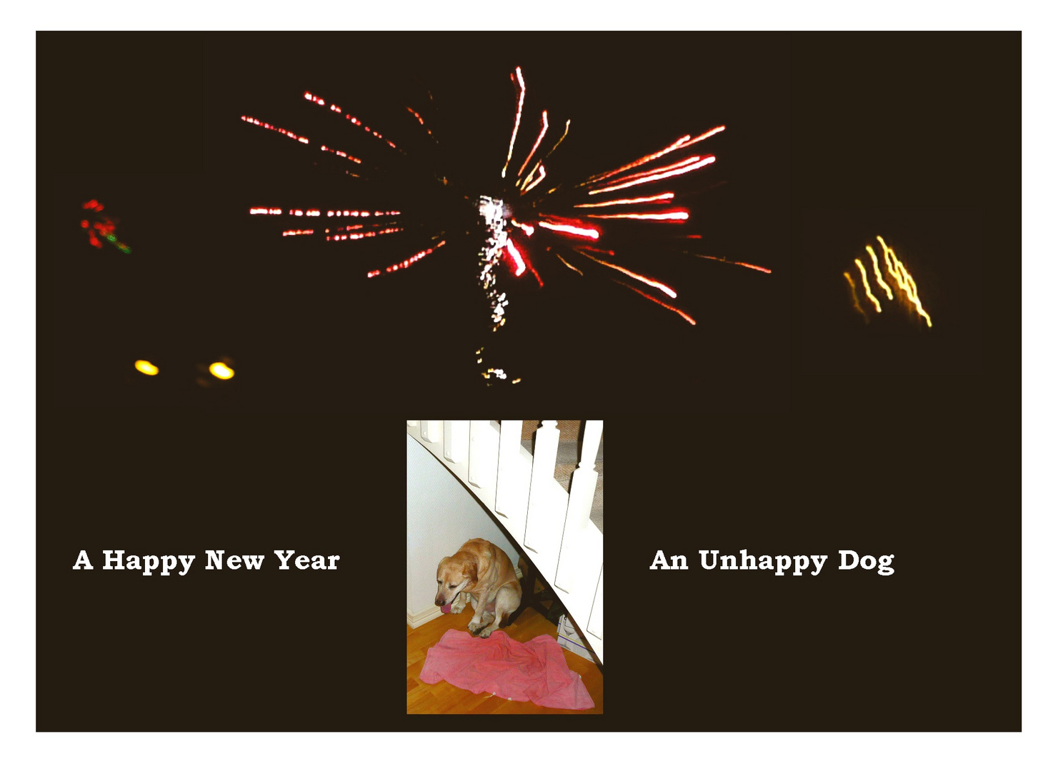 Happy New Year and Unhappy Dog