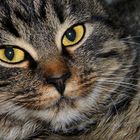 Happy New Year ... meow :)