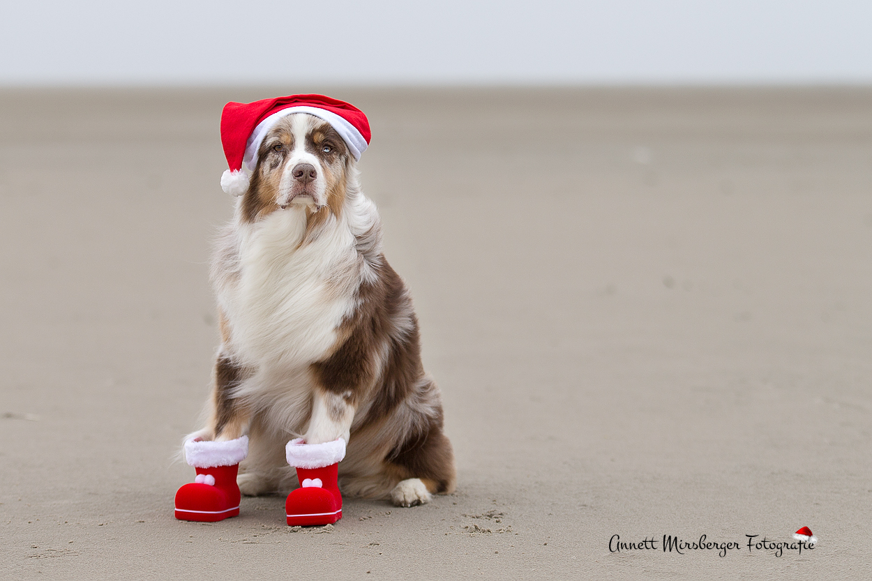 Happy Nikolaus!