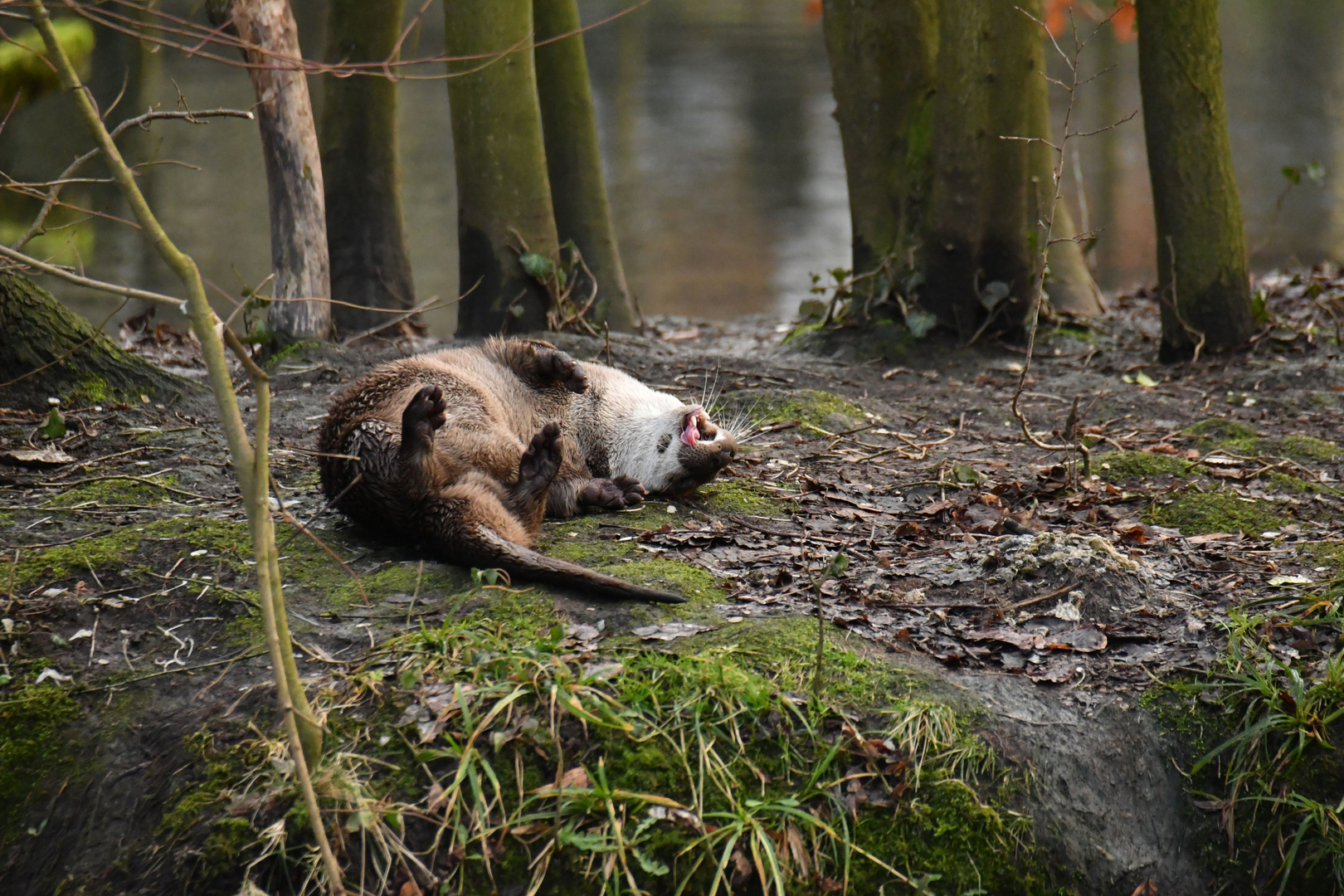 Happy Otter