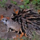 Happy peacock meerkat ...