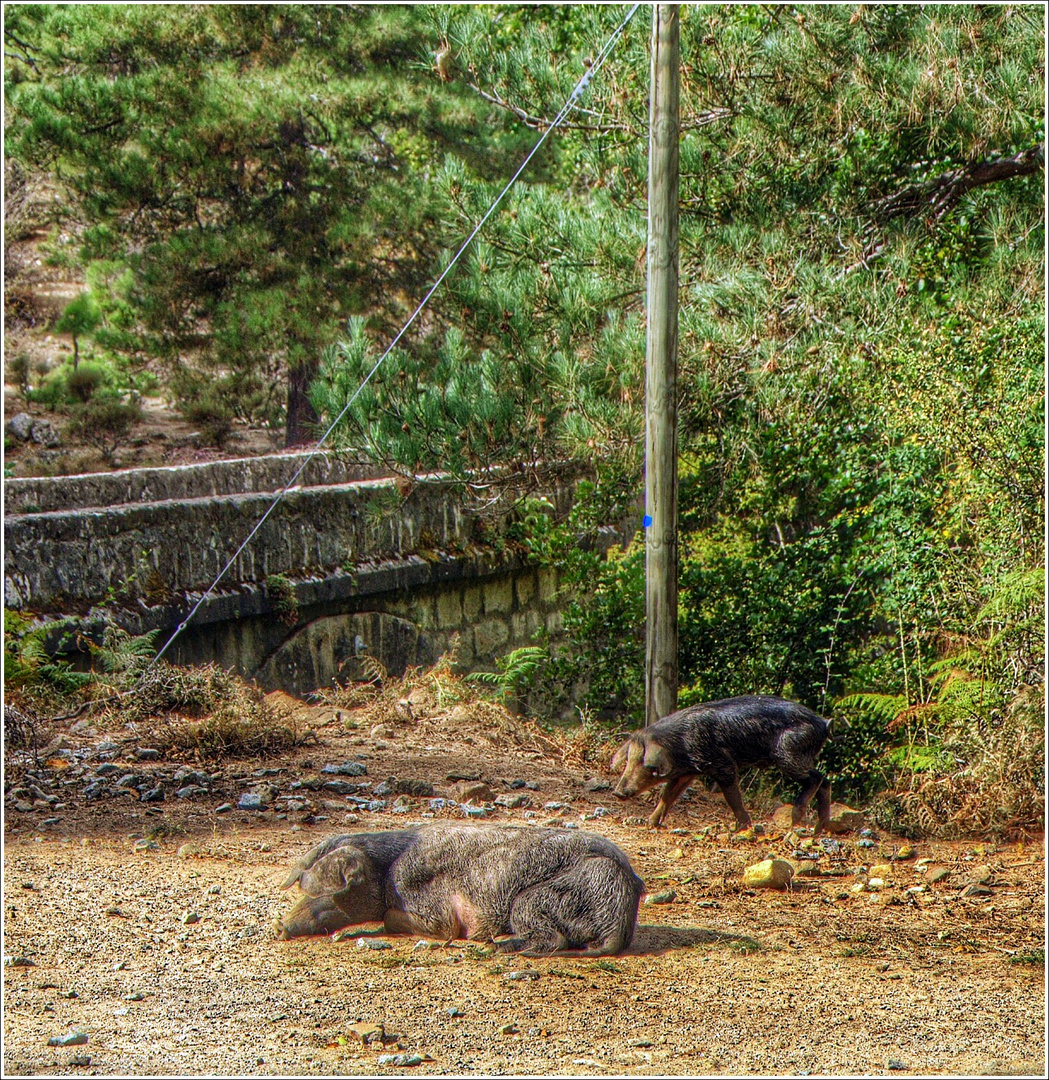 Happy Pigs