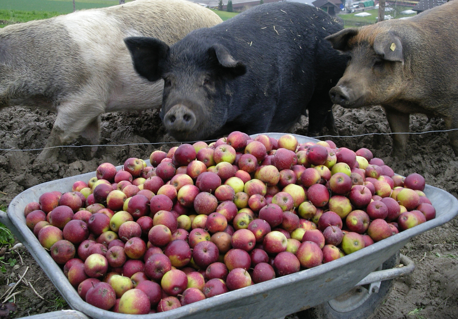 Happy pigs