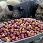 Happy pigs