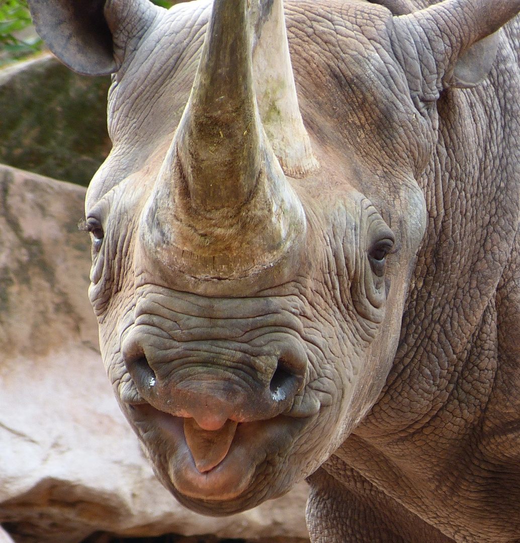 Happy Rhino