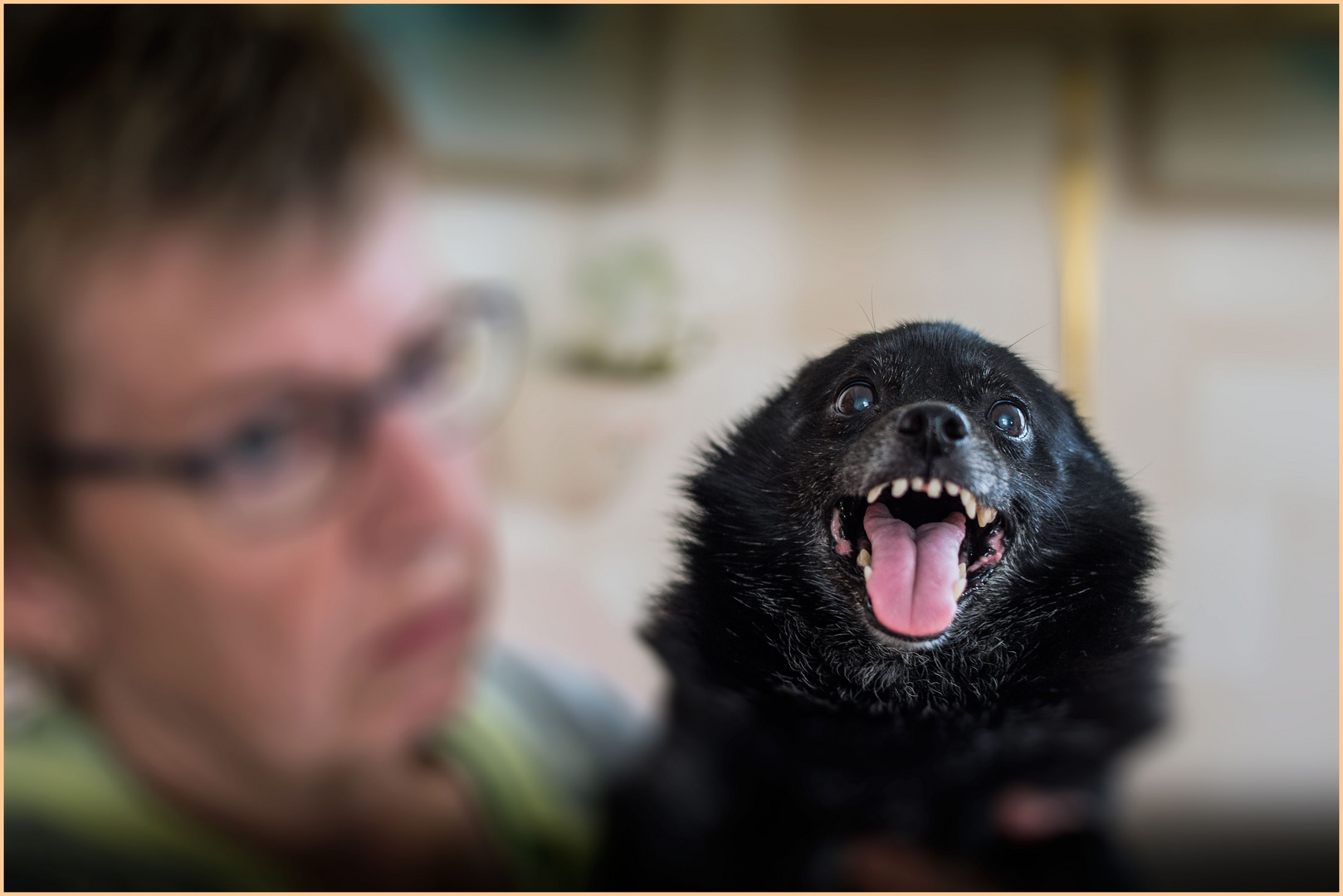 Happy Schipperke