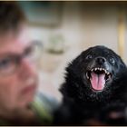 Happy Schipperke