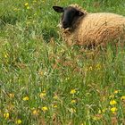 Happy Sheep!