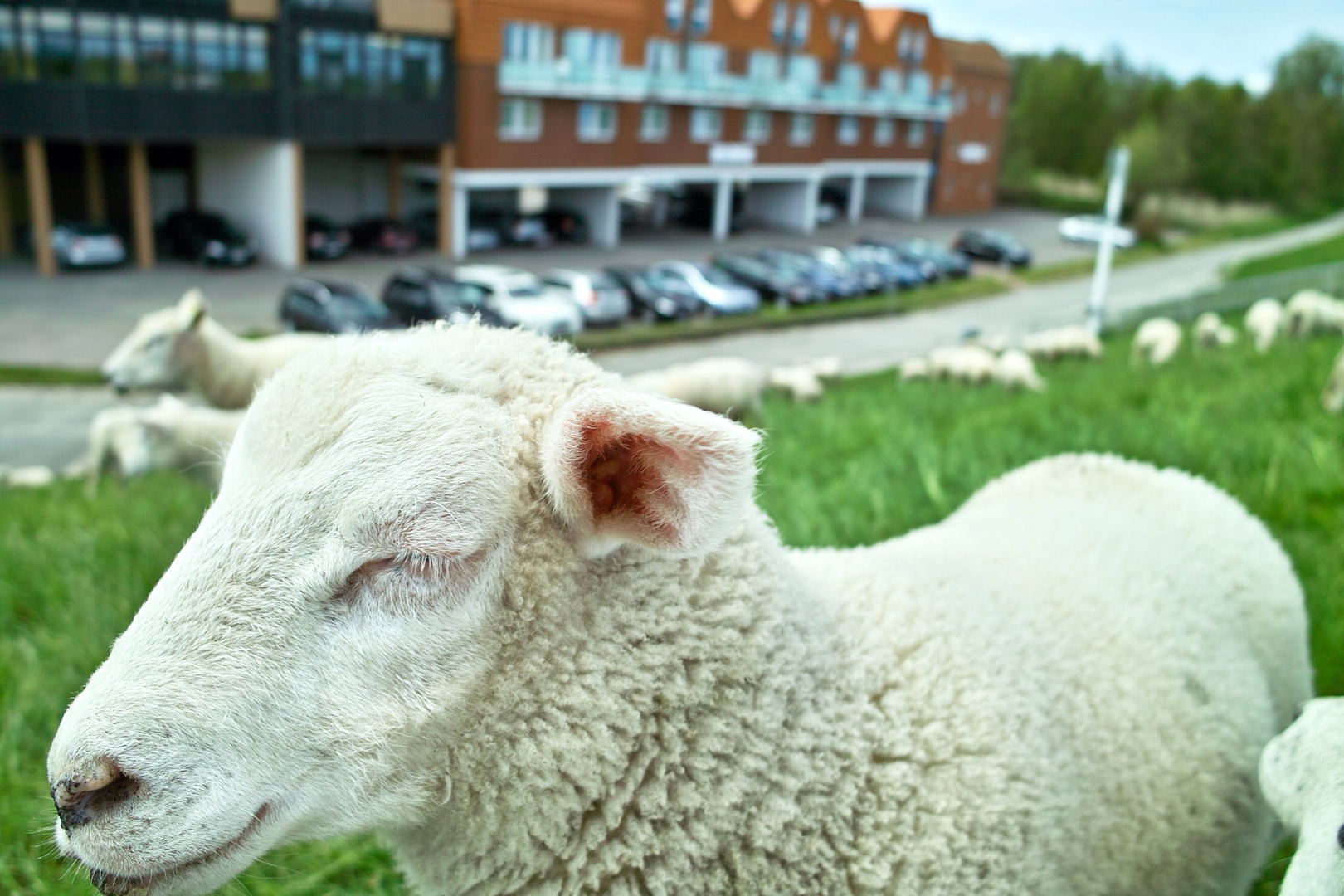 happy sheep