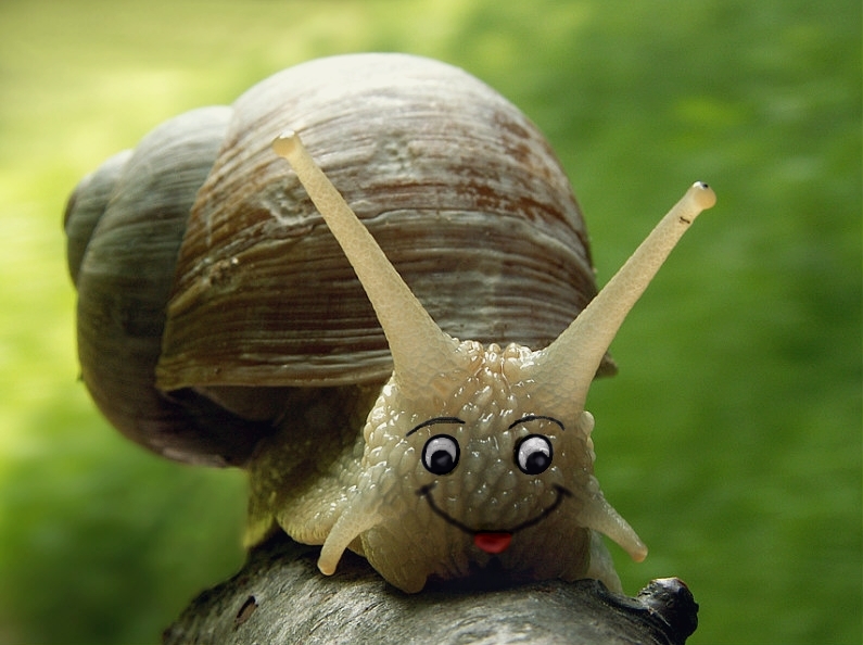 Happy Snail