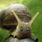 Happy Snail