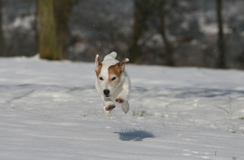 Happy Snow Dog :o)