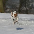 Happy Snow Dog :o)