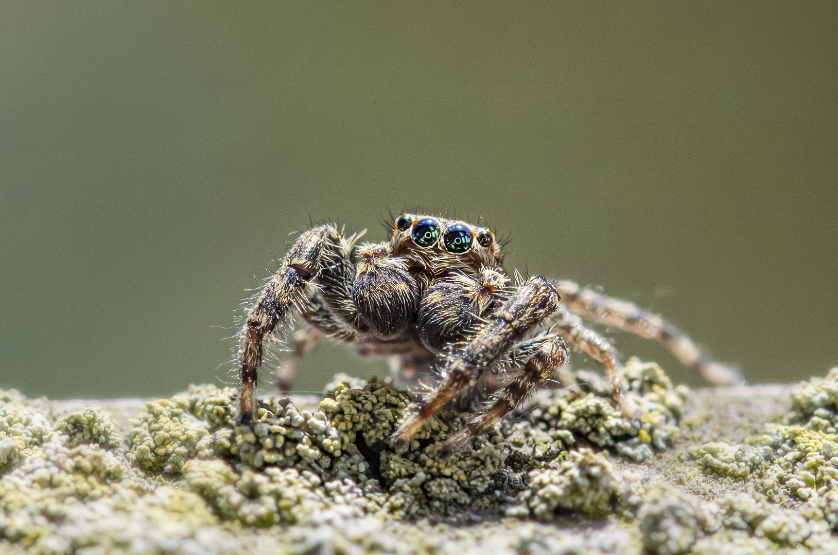 Happy Spider - Heinzi hat die Haare schön 