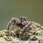 Happy Spider - Heinzi hat die Haare schön 