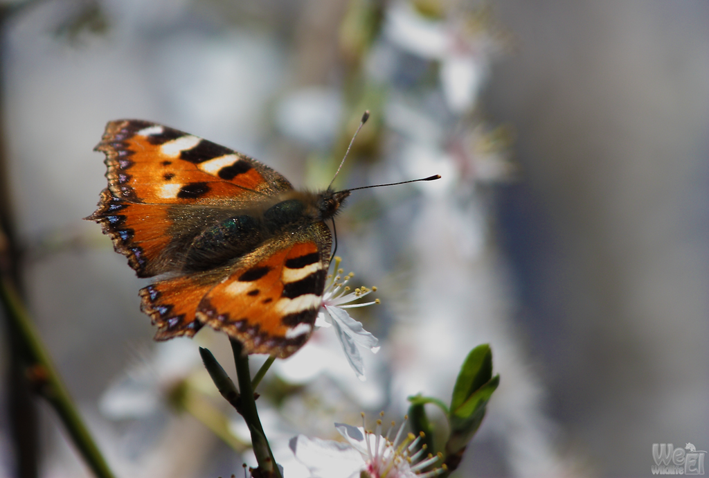 Happy spring die erste