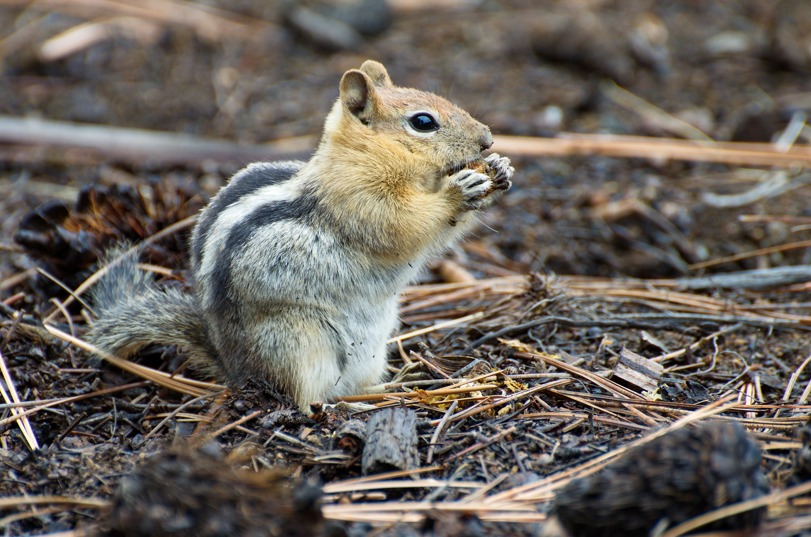 Happy Squirrel