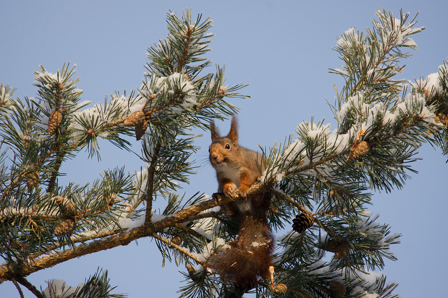 Happy squirrel