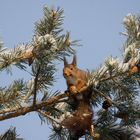 Happy squirrel