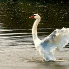 Happy swan-1 - 