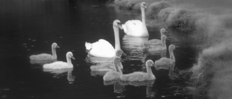 Happy Swan Family