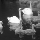 Happy Swan Family