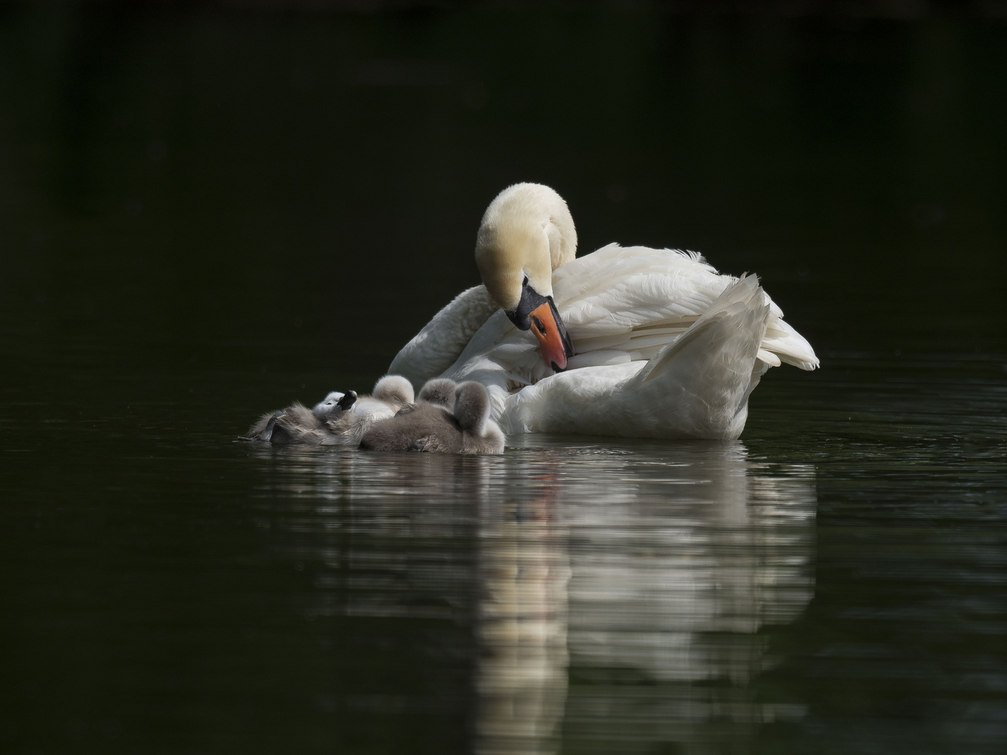 Happy swan family