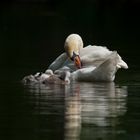 Happy swan family