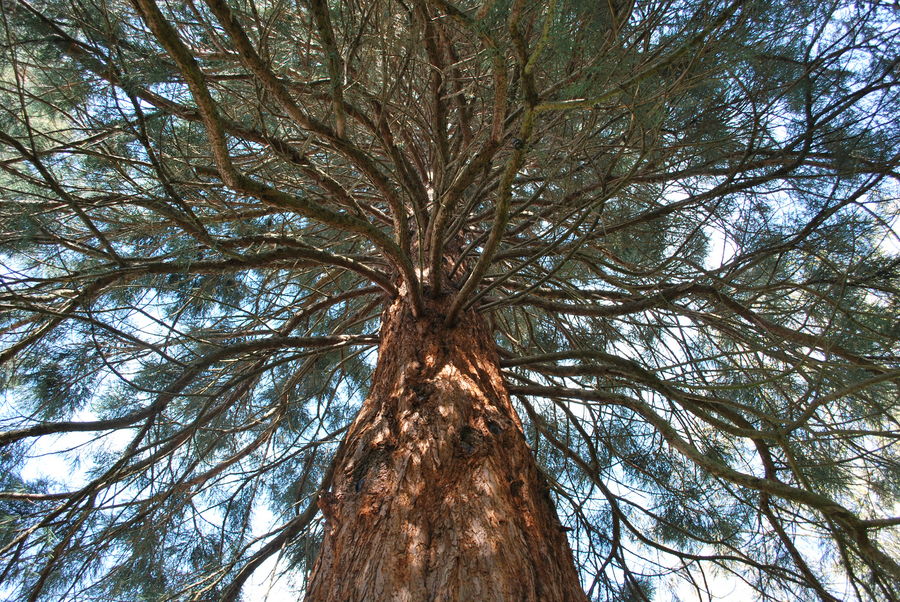 Happy Tree