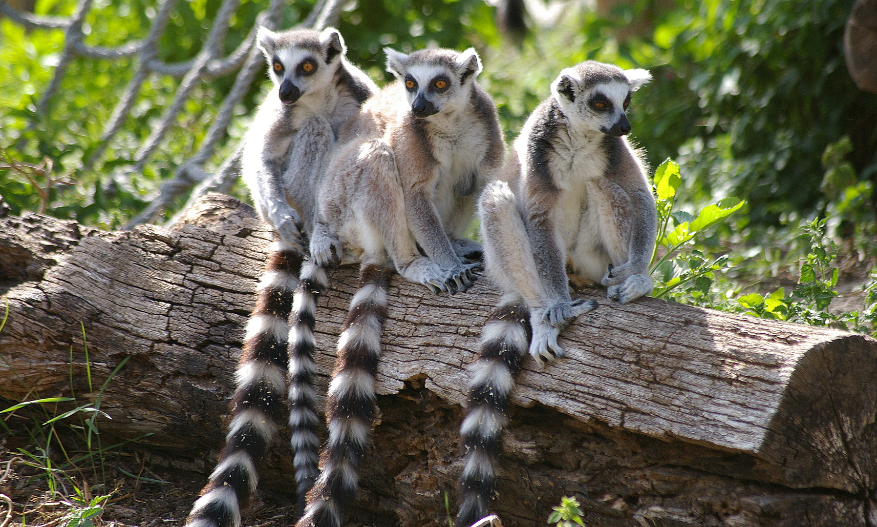 Happy Trio!