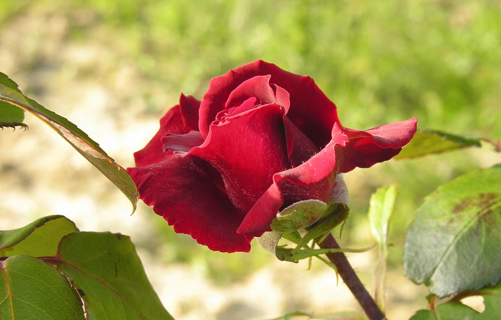 Happy Valentinstag für alle!