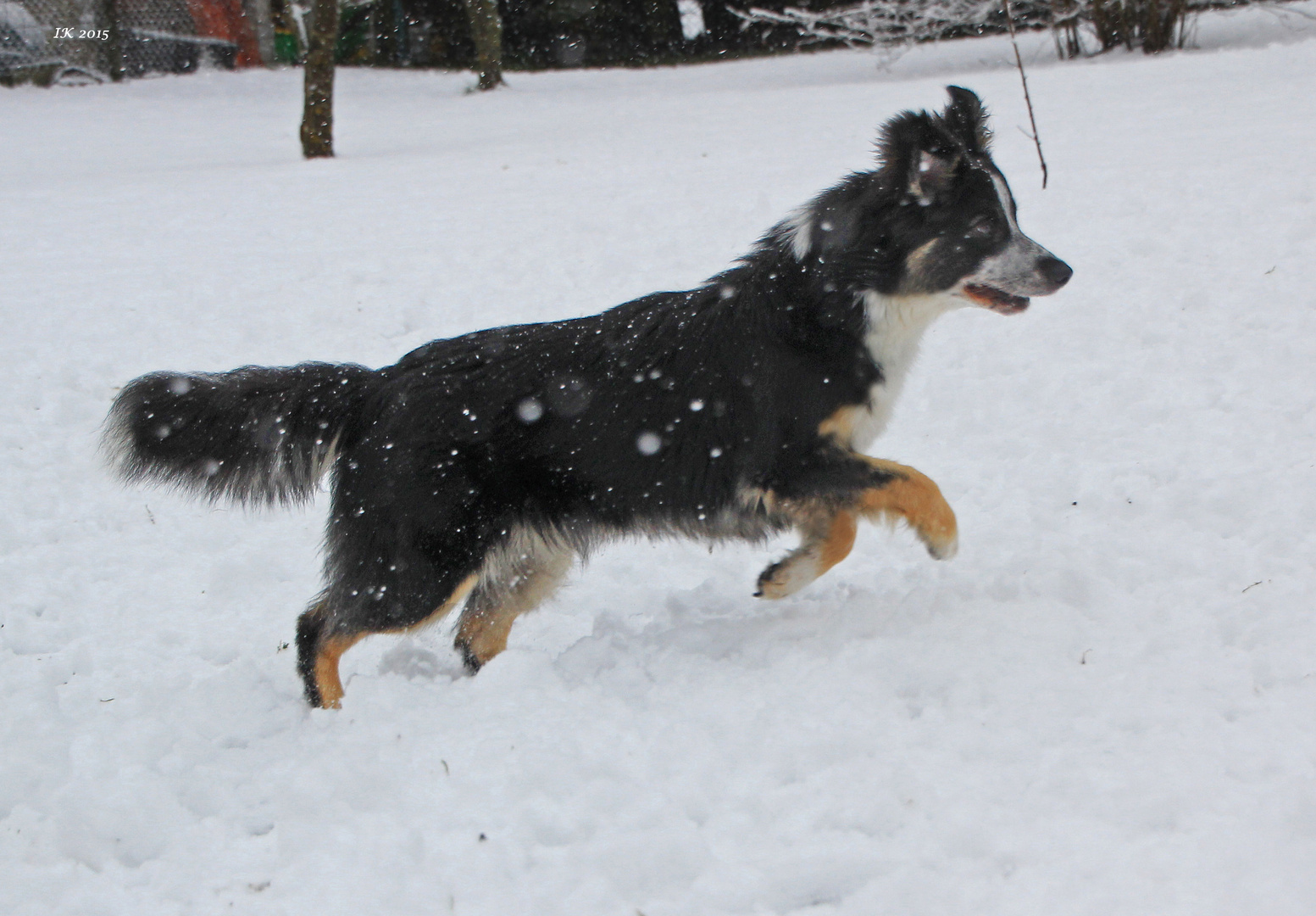 Happy`s erster Schnee