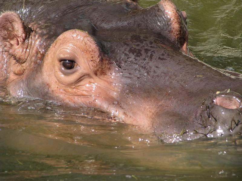 Hapy Hippo