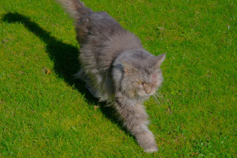 Harald, das erste Mal seit der schweren OP m Garten