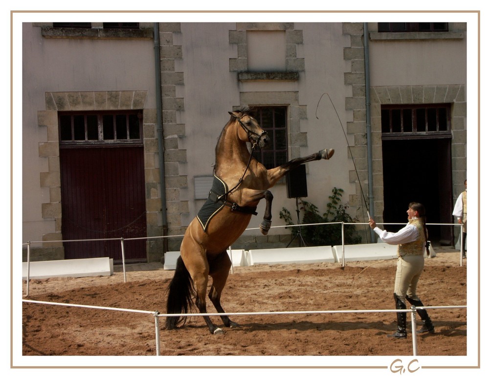 Haras de La Roche Sur Yon (85)