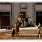 Haras de La Roche Sur Yon (85)