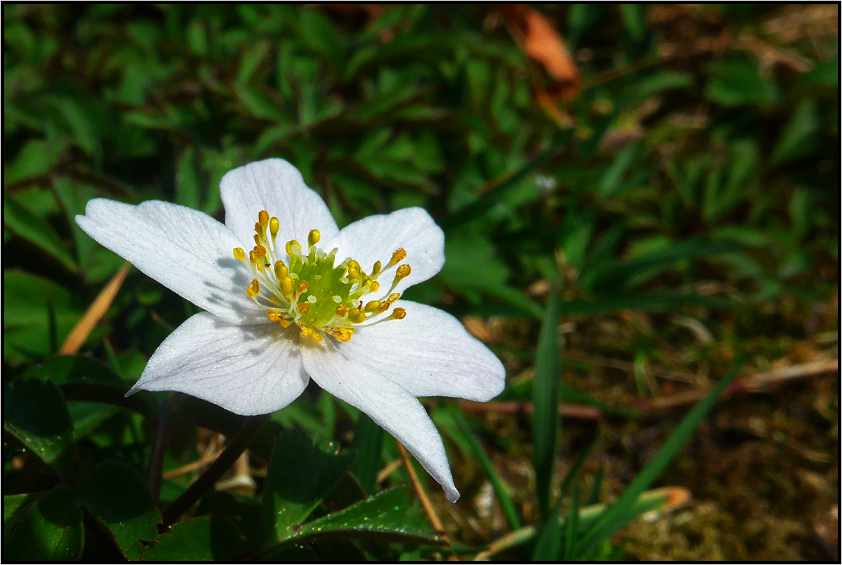 Harbinger in the garden