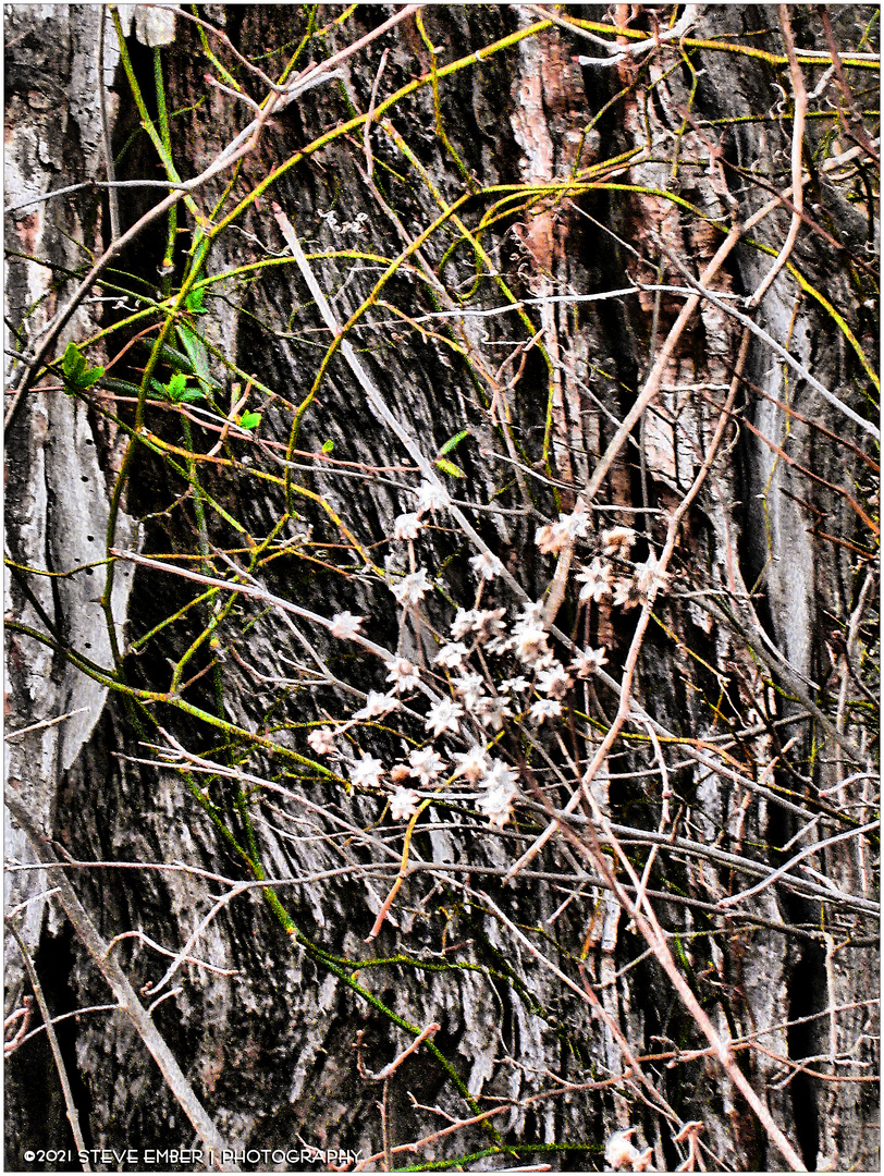 Harbingers of Early Spring - A Huntley Meadows Impression