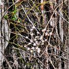 Harbingers of Early Spring - A Huntley Meadows Impression